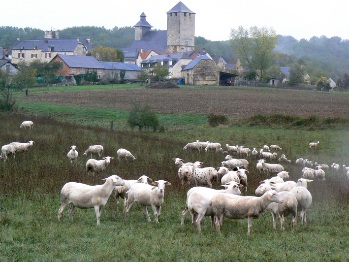 20 moutons.JPG
